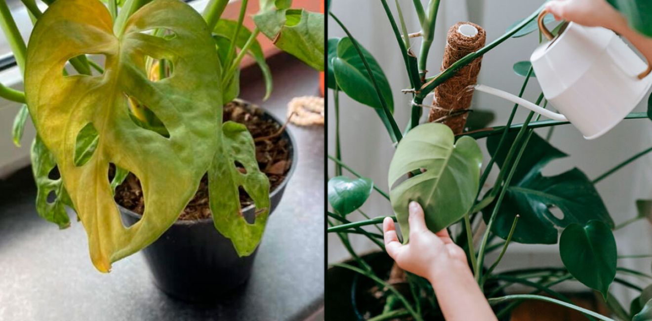 Tu sitio web no es una estatua, ¡es un jardín que necesita cuidado!